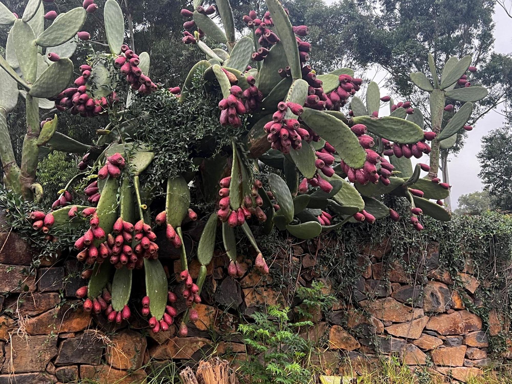 Wyford Farm Villa Van Reenen Bagian luar foto